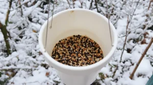 Arrêtez de jeter ce petit pot en plastique : il devient la mangeoire préférée des oiseaux cet hiver