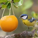 « Je l’ai posée hier, ils sont venus dès ce matin » : ma mangeoire maison à faire en 5 minutes est un aimant à oiseaux