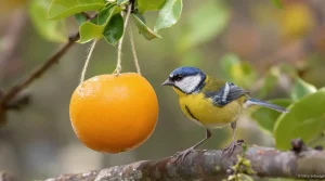 « Je l’ai posée hier, ils sont venus dès ce matin » : ma mangeoire maison à faire en 5 minutes est un aimant à oiseaux