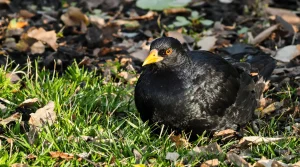 Présence d’un merle dans votre jardin : ce que cela révèle vraiment