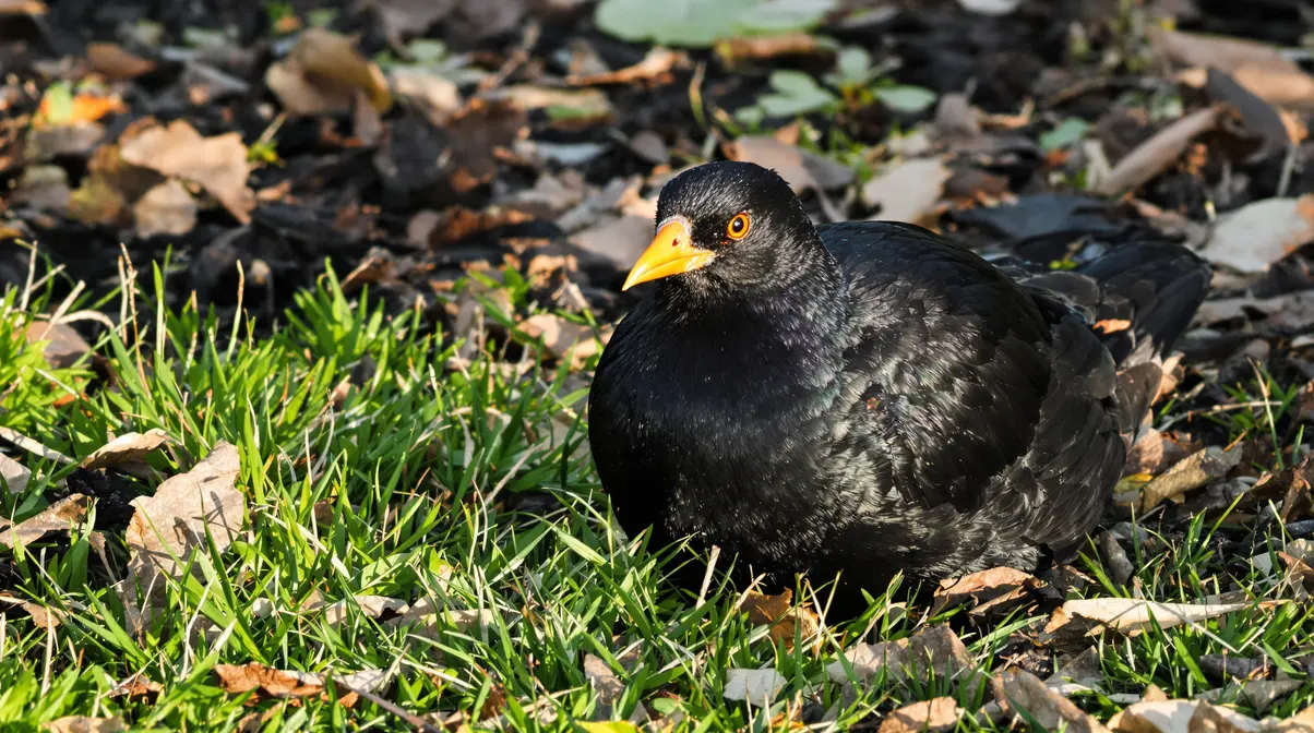 Présence d’un merle dans votre jardin : ce que cela révèle vraiment Présence d’un merle dans votre jardin : ce que cela révèle vraiment