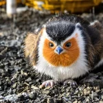 Un oiseau marin emporté par la tempête Nils, retrouvé à 350 km des côtes, tout près d'Albi
