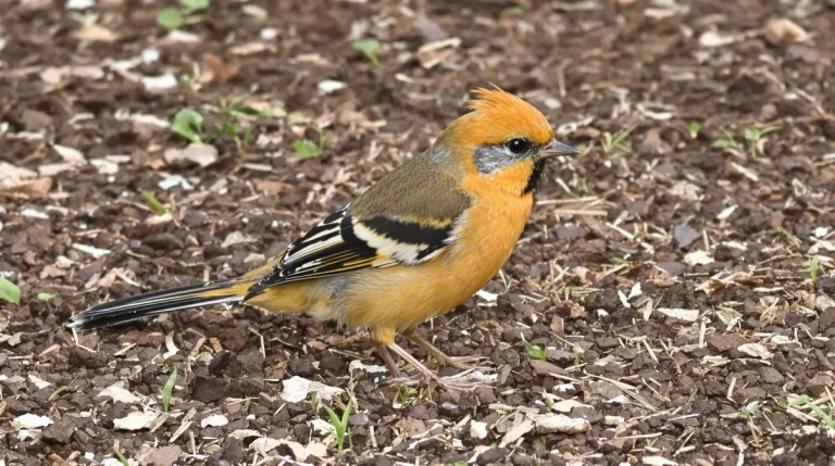 9 anecdotes fascinantes sur la huppe fasciée, redoutable prédatrice des chenilles processionnaires
