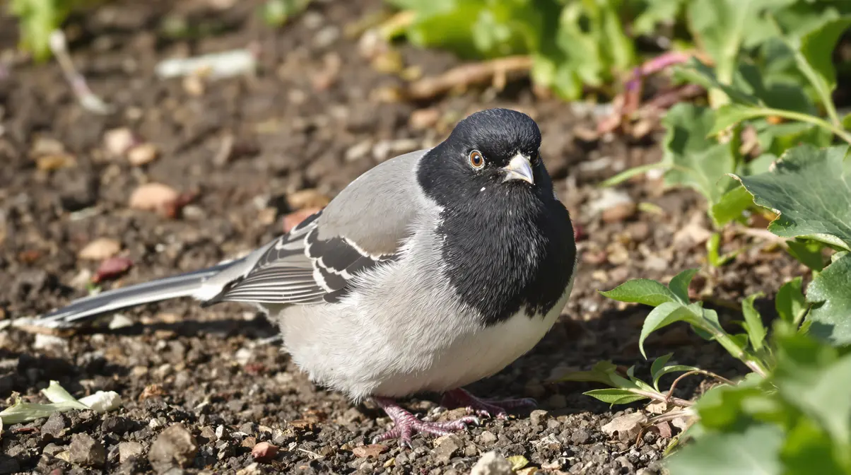 Adieu pucerons et chenilles : découvrez l’oiseau providentiel qui protège votre potager sans produits