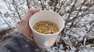 Arrêtez de jeter ce pot en plastique : les oiseaux en raffolent surtout en hiver