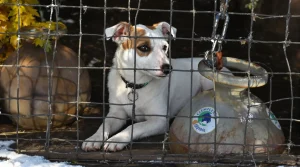 Ce chien qui a vécu attaché à une bouteille de gaz attend enfin une vie meilleure