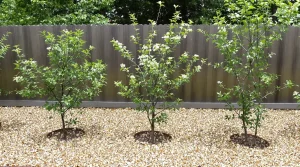 Et si votre plus beau projet du printemps était une haie gourmande qui booste vraiment la biodiversité ?