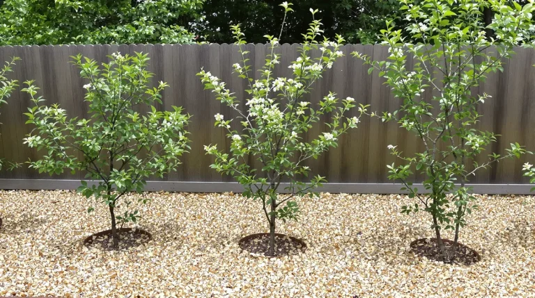 Et si votre plus beau projet du printemps était une haie gourmande qui booste vraiment la biodiversité ?
