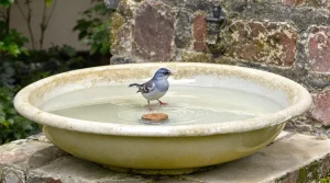 Il met une pièce de 5 centimes dans son jardin et les mésanges affluent par dizaines