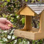Mésanges, rouge-gorge : les ornithologues vous supplient d’arrêter ce geste à la mangeoire en mars