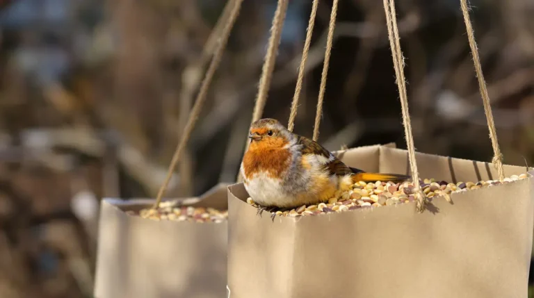 Ne jetez plus vos vieilles boîtes d’œufs : elles attirent et nourrissent les oiseaux au jardin tout l’hiver