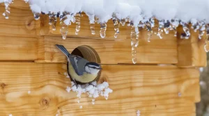 Nichoir : ce détail à corriger d'urgence chez vous pour que les oiseaux viennent s'y abriter tout l'hiver