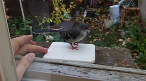 Rouges-gorges au jardin : ce soir, mettez dehors cet aliment de base à 3 centimes, que la plupart des jardiniers oublient
