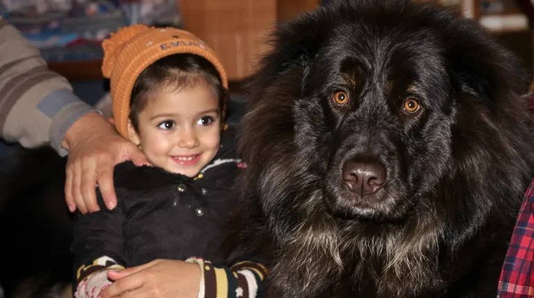 Salon de l'Agriculture : un Dogue du Tibet de Mayenne, déjà champion de France, vise le Concours général