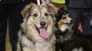 Son teckel à poil dur élevé en Charente décroche la médaille d’or au Salon de l’agriculture 2026