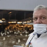 Un foyer de grippe aviaire détecté dans un élevage de canards en Bretagne, l’alerte est donnée